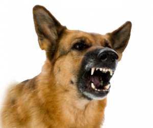 dog attack