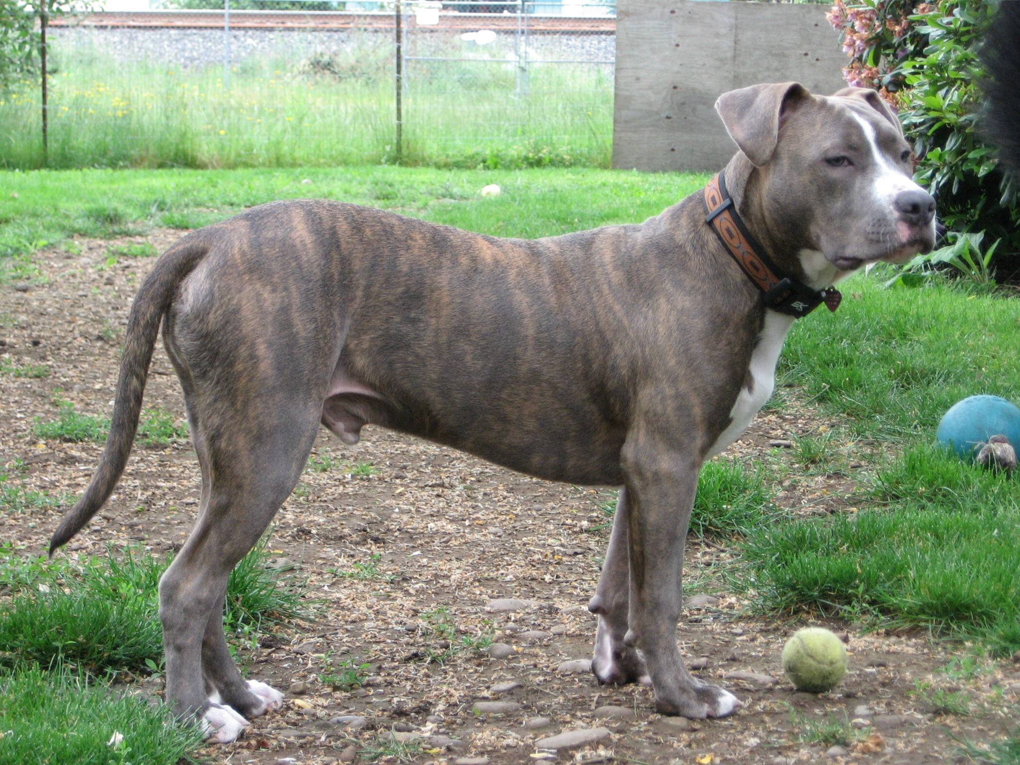 Woman Seriously Injured in New York Pit Bull Attack New York Personal