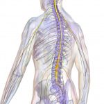 SpinalCord-injury-causes