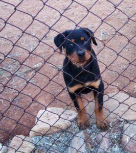 Bronx Dog Bite Lawyer